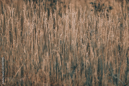 Thin yellow stalks of dried yellow grass in the meadow