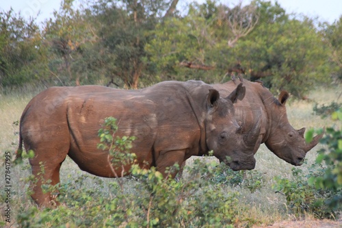 white rhinoceros in zoo