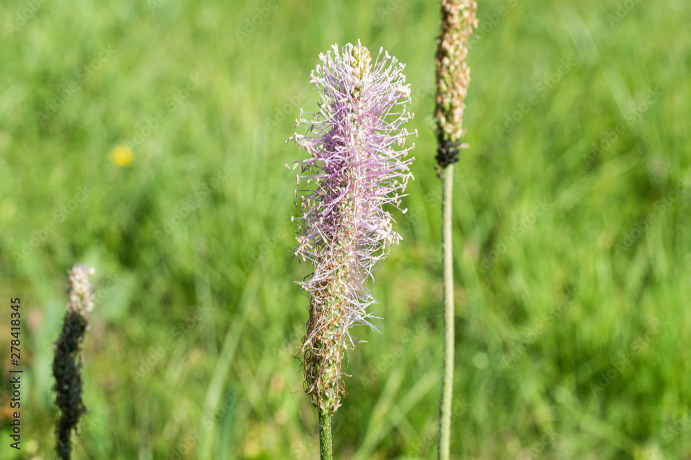 Fototapeta premium Closeup ofa platain on a meadow Macro