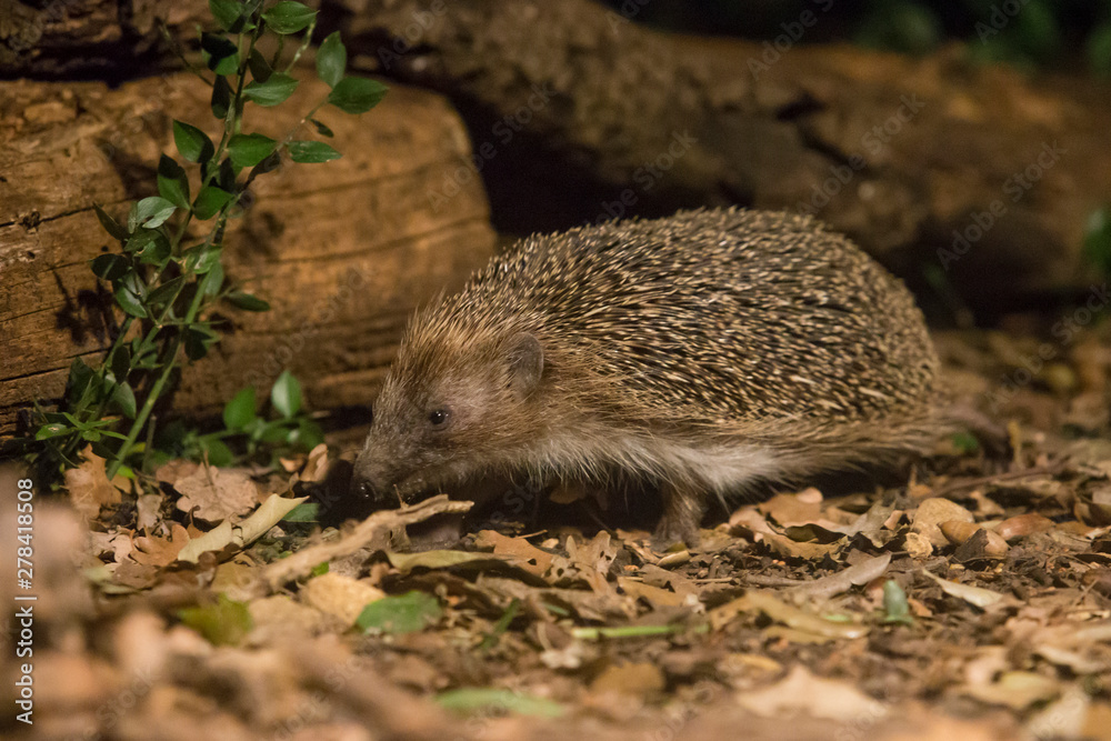 Naklejka premium Night walk through the woods