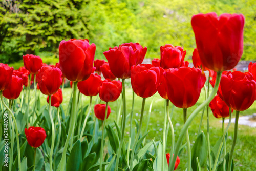 Tulip flower with green leaf background in tulip field for postcard beauty decoration and agriculture concept design.