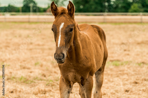 horse in the field