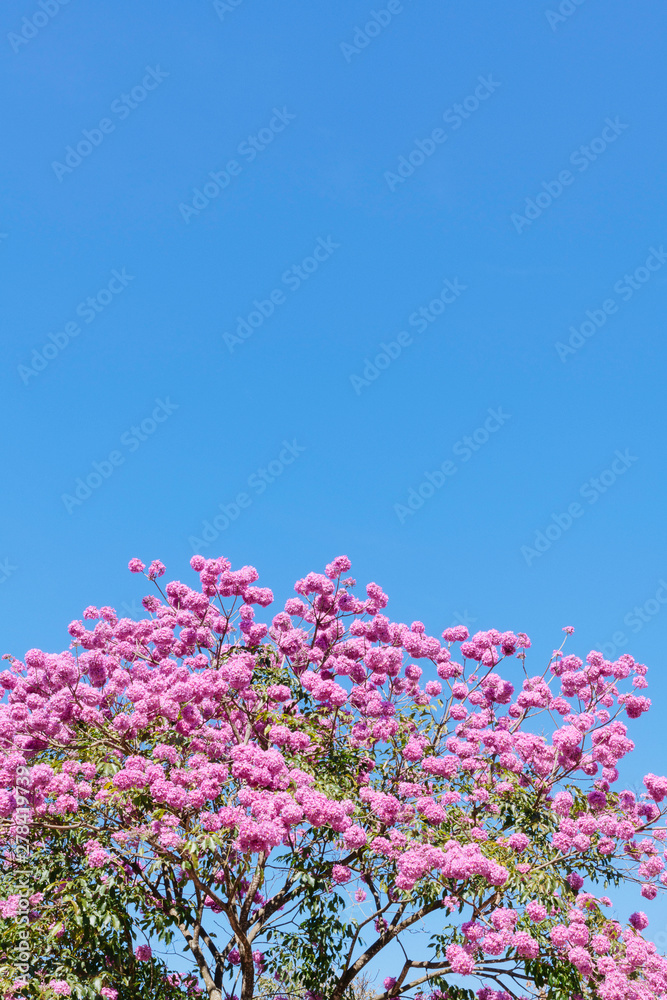 Pink ipe, pink trumpet or pink tab tree (Handroanthus impetiginosus).
