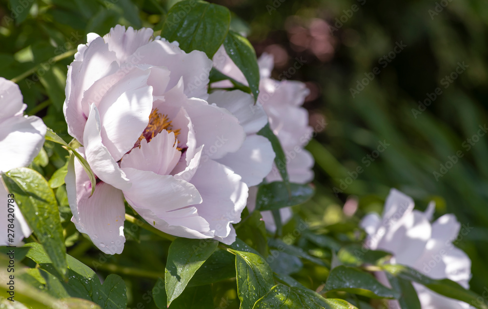Peony is a spring flower. Delicate peony flower Peony is a spring flower. Delicate peony flower