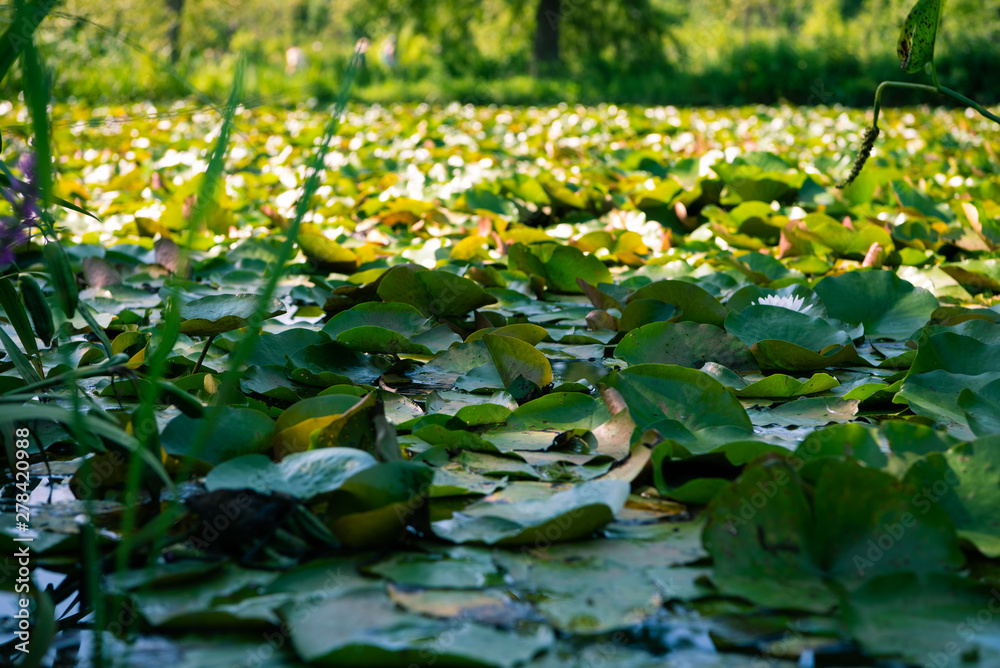 Fototapeta premium Water Lilies and Lotus Flowers