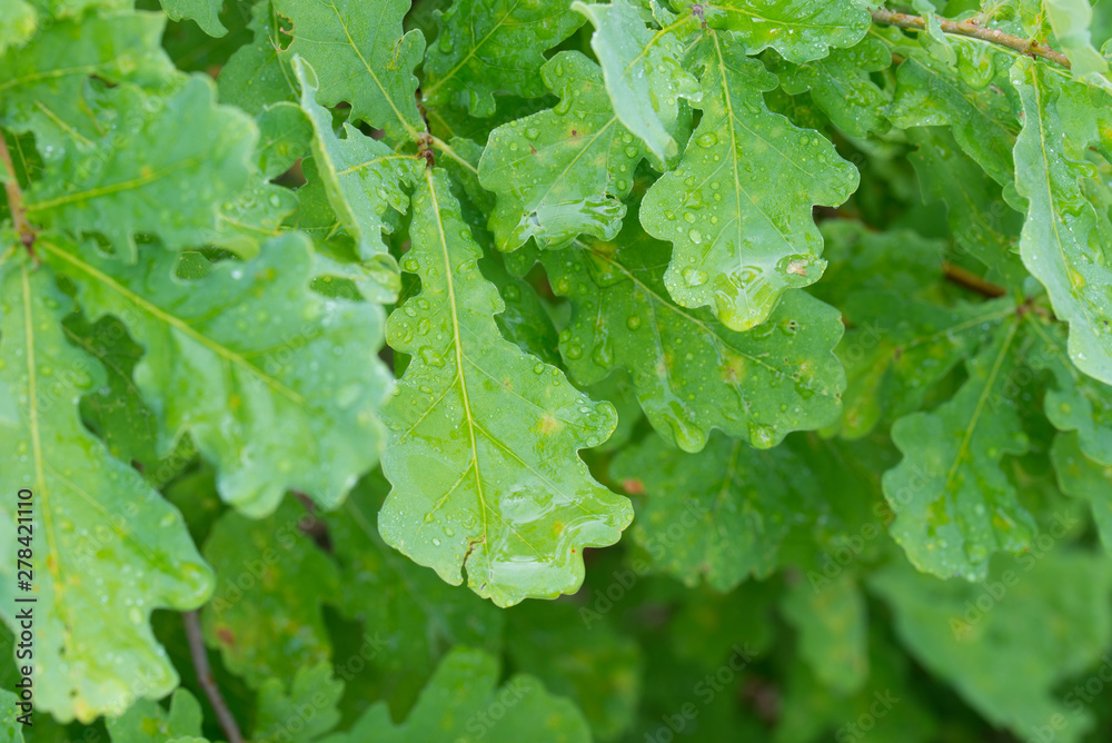 water drops on summer oak green leaves water drops on summer oak green leaves