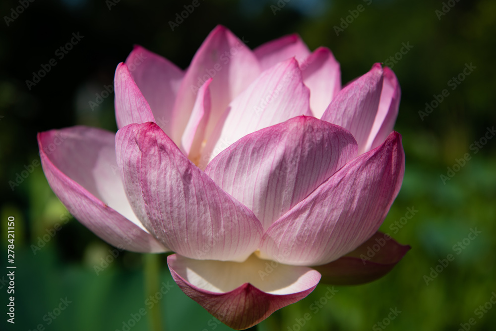 Water Lilies and Lotus Flowers Water Lilies and Lotus Flowers