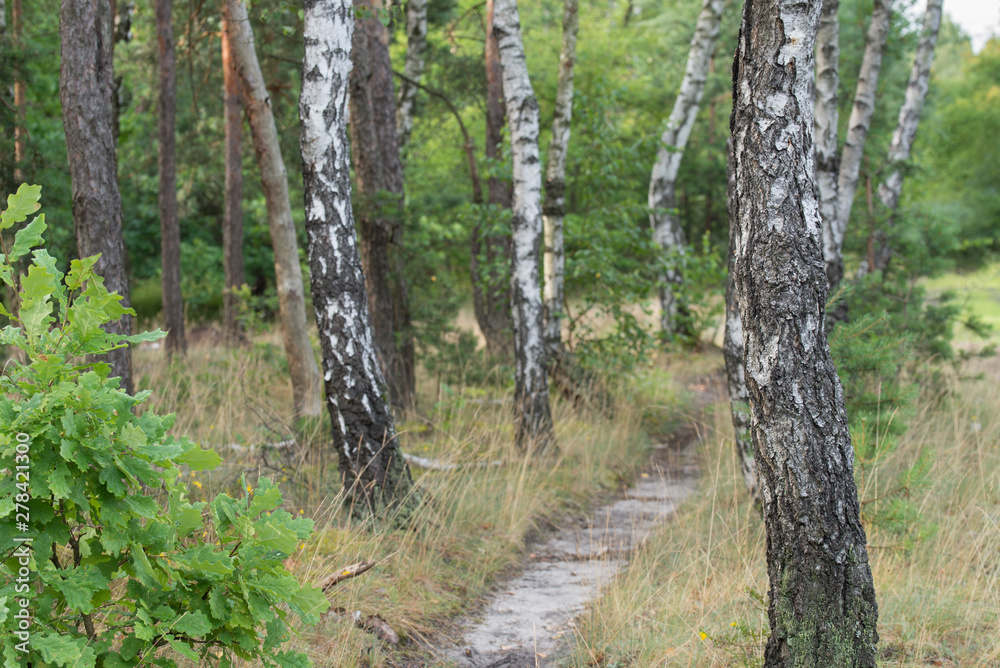 birch trees in summer forest, Poland birch trees in summer forest, Poland