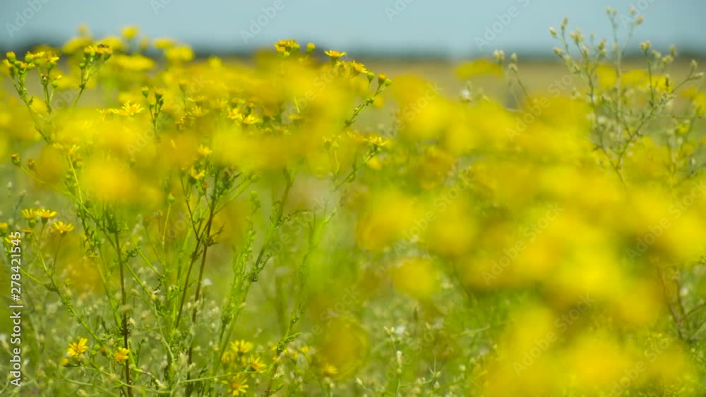 Wild grass with yellow flowers - beautiful summer landscape