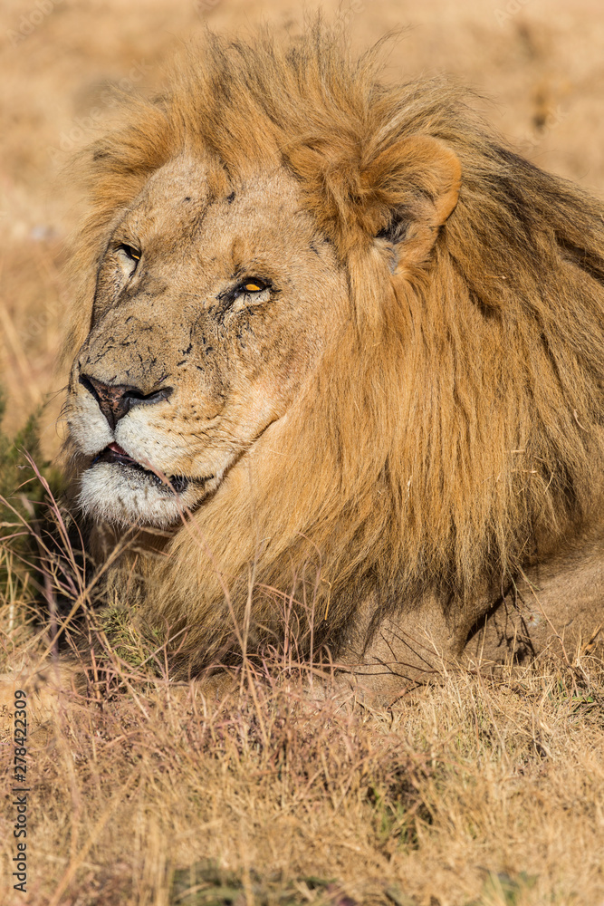 captive male lion