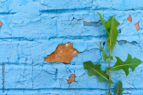 Background, texture of the old urban brick wall is painted blue and cracked by the effects of time and weather