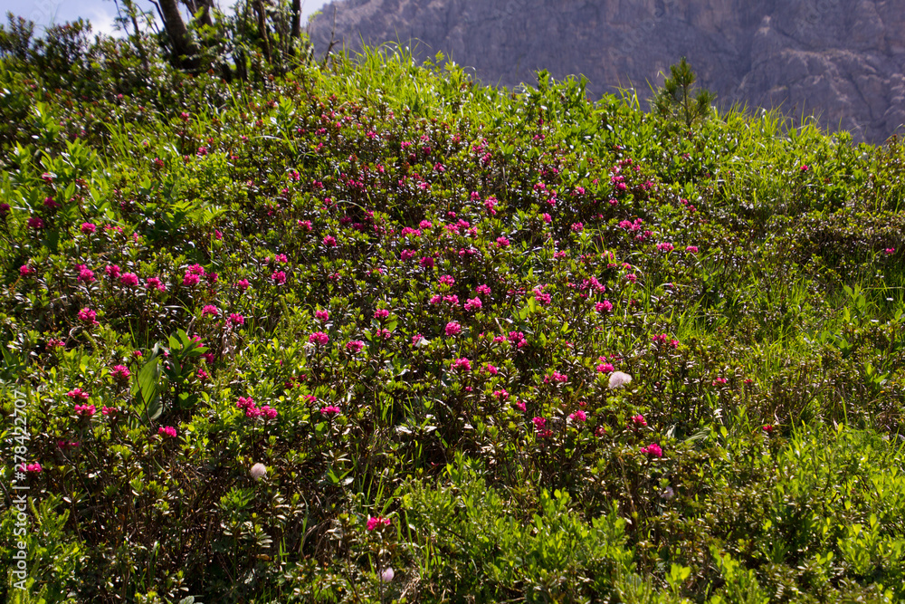 Fototapeta premium Alpenrosen blühen in den Alpen