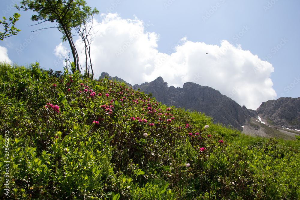 Alpenrosen blühen in den Alpen