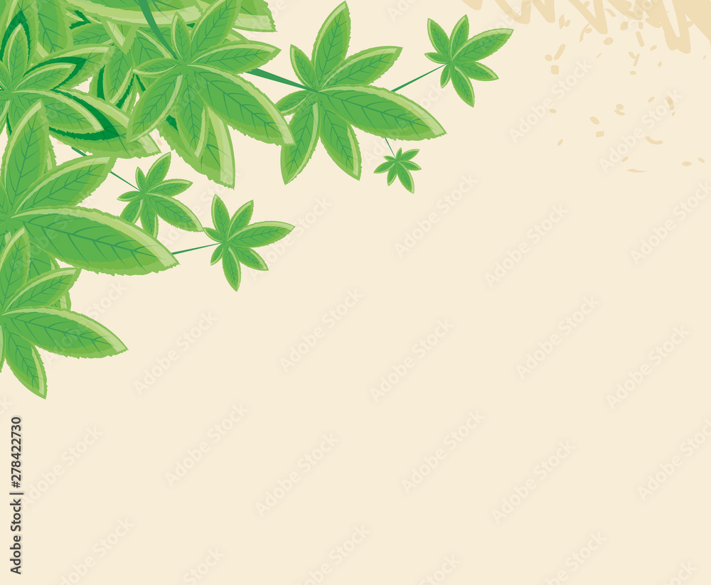 cannabis leafs plant nature frame