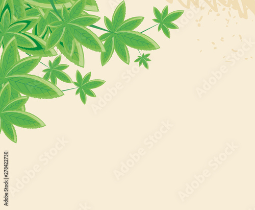 cannabis leafs plant nature frame