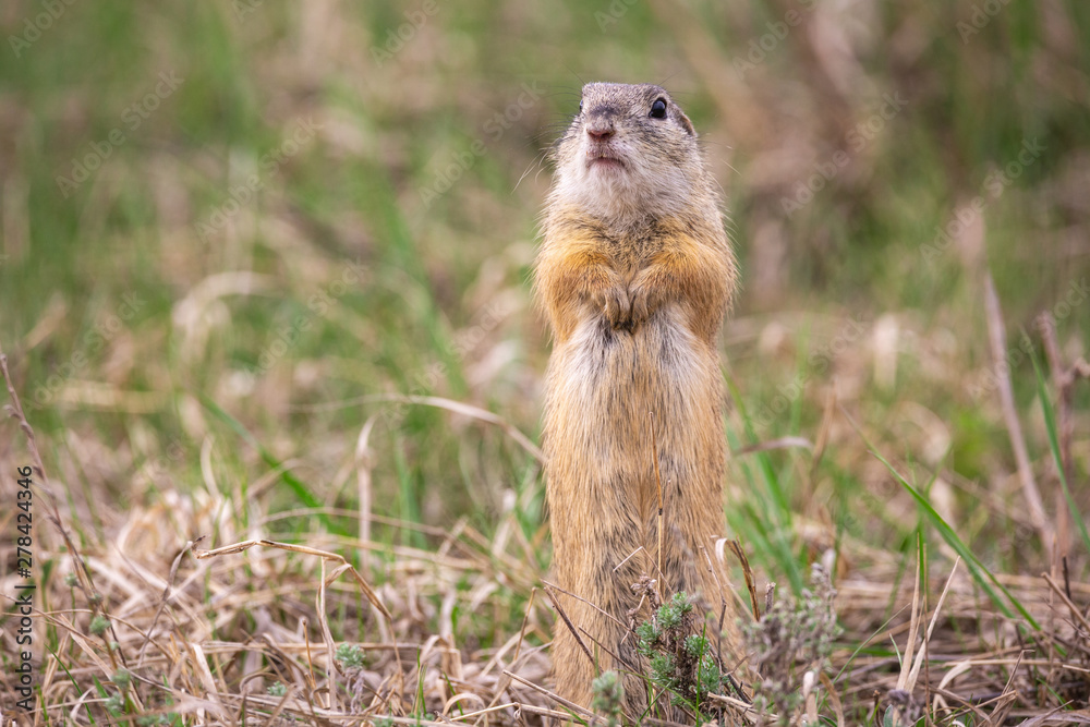 European ground squirrel (Spermophilus citellus) standing in his natural environment European ground squirrel (Spermophilus citellus) standing in his natural environment