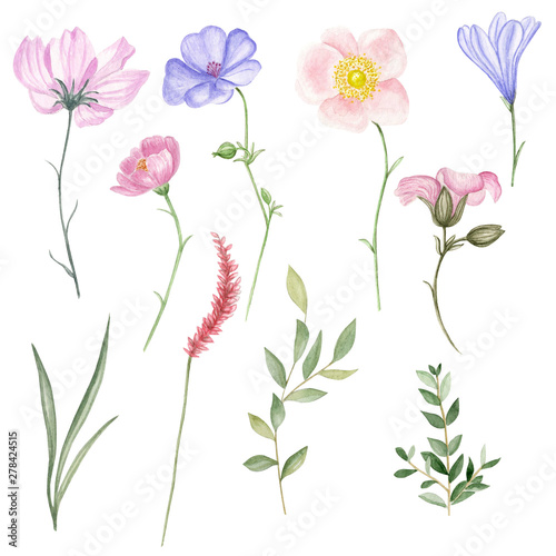  Wildflowers watercolor illustration. A set of wildflowers..Card. Invitations
