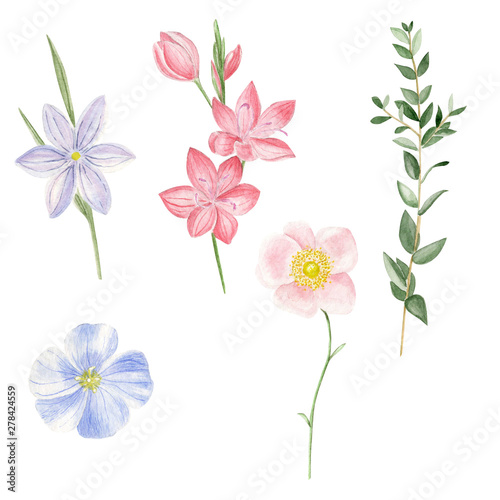Fototapeta Naklejka Na Ścianę i Meble -   Wildflowers watercolor illustration. A set of wildflowers..Card. Invitations