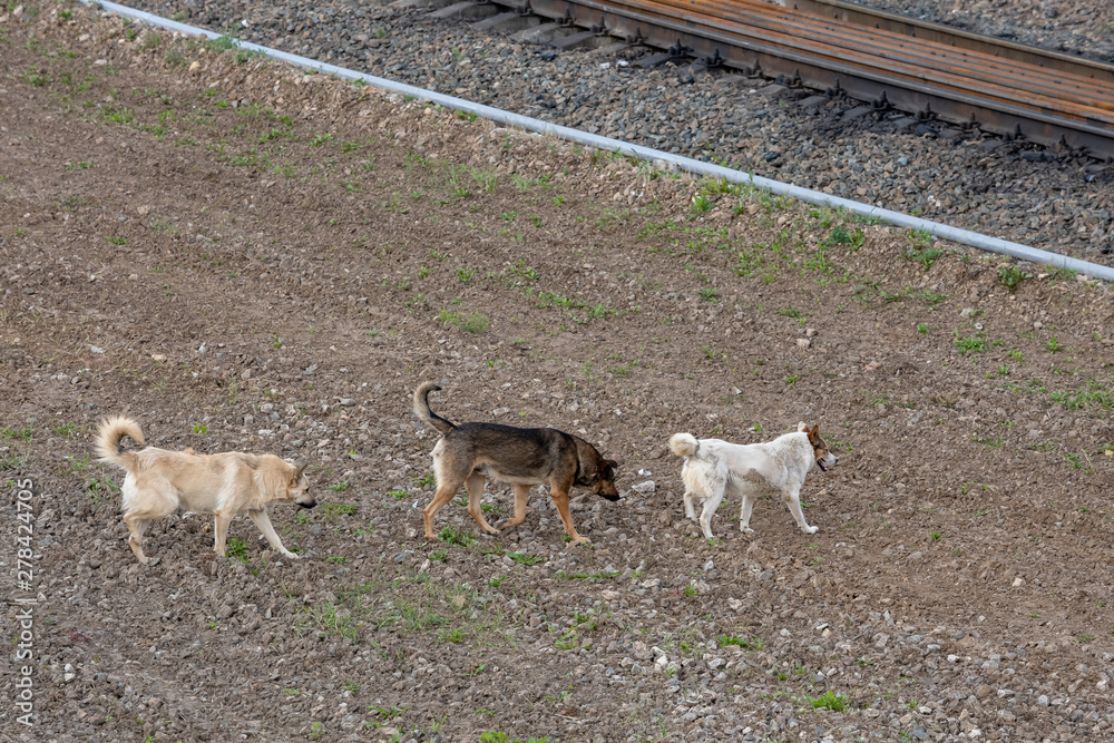 three stray dogs go through the railroad tracks three stray dogs go through the railroad tracks