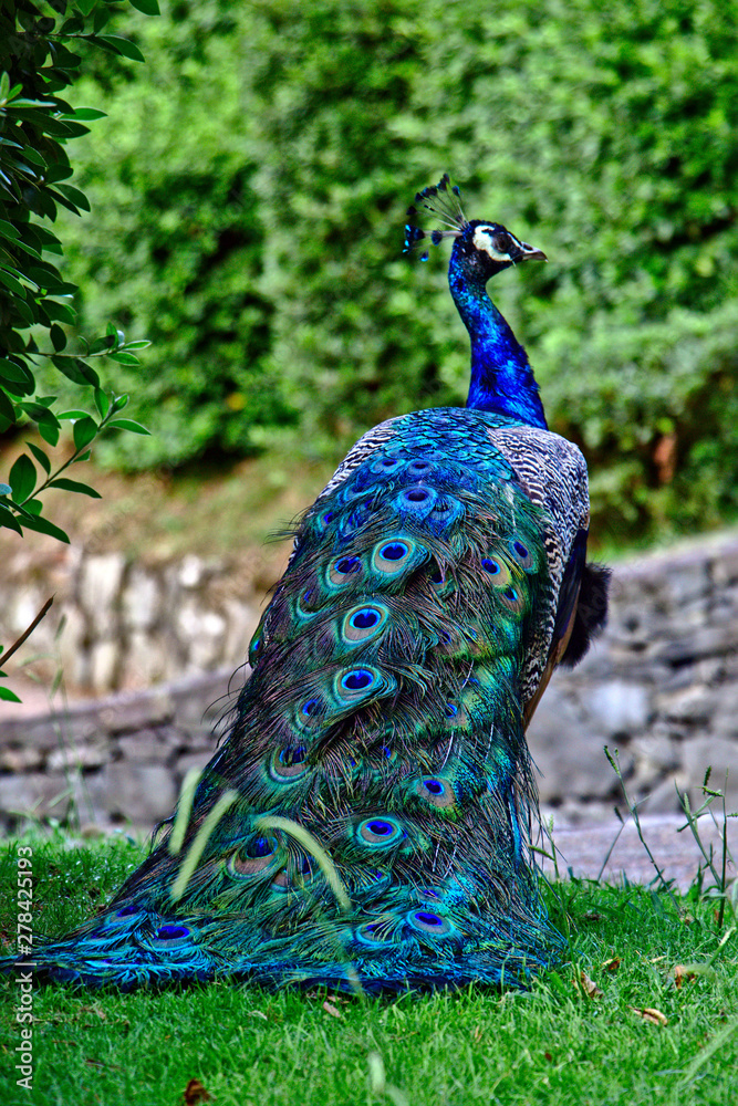 Obraz premium peacock in park