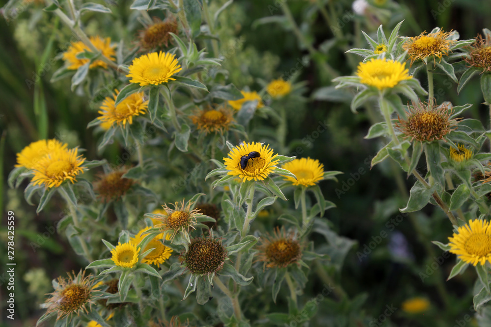 Black Ant crawls on yellow field flowers Black Ant crawls on yellow field flowers