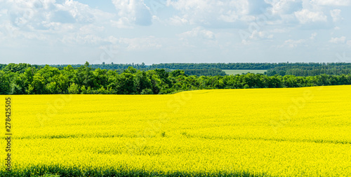Bright yellow field of oilseed rapeseed. Field of rapeseed with dark stripe of plowed land in foreground and forest on background. Use for text, as natural background, landscape flowers concept. © MarinoDenisenko