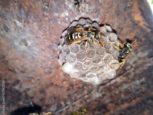 Wasp species polished on nest. Wasp nest