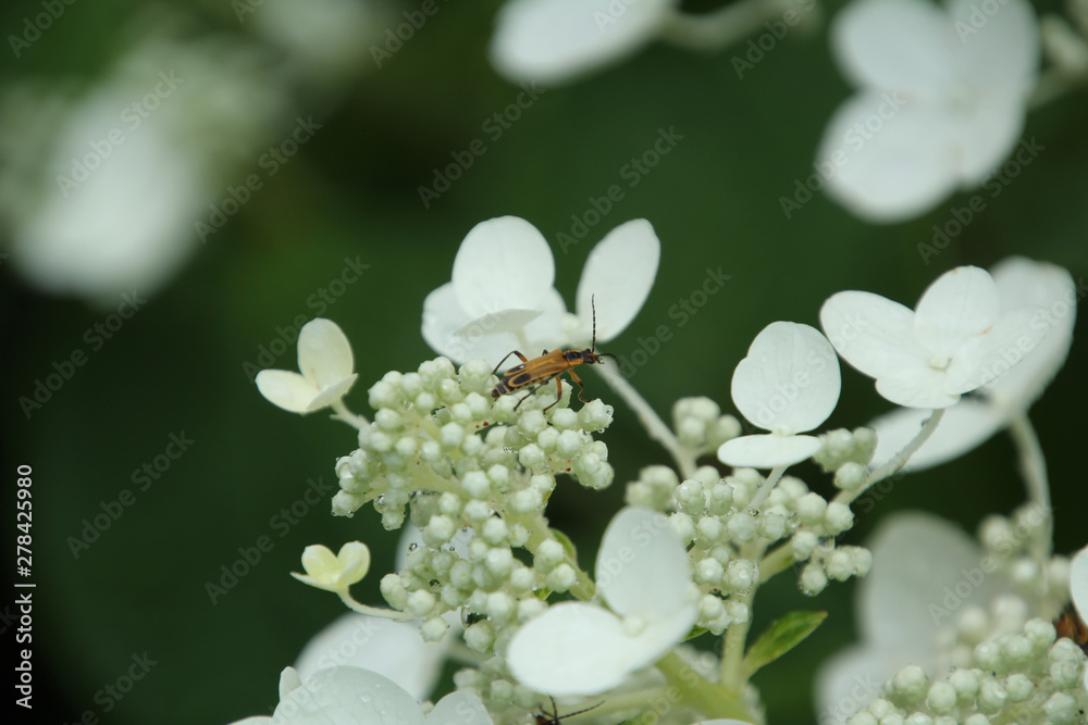 White Flowers after the Rain with Insect White Flowers after the Rain with Insect
