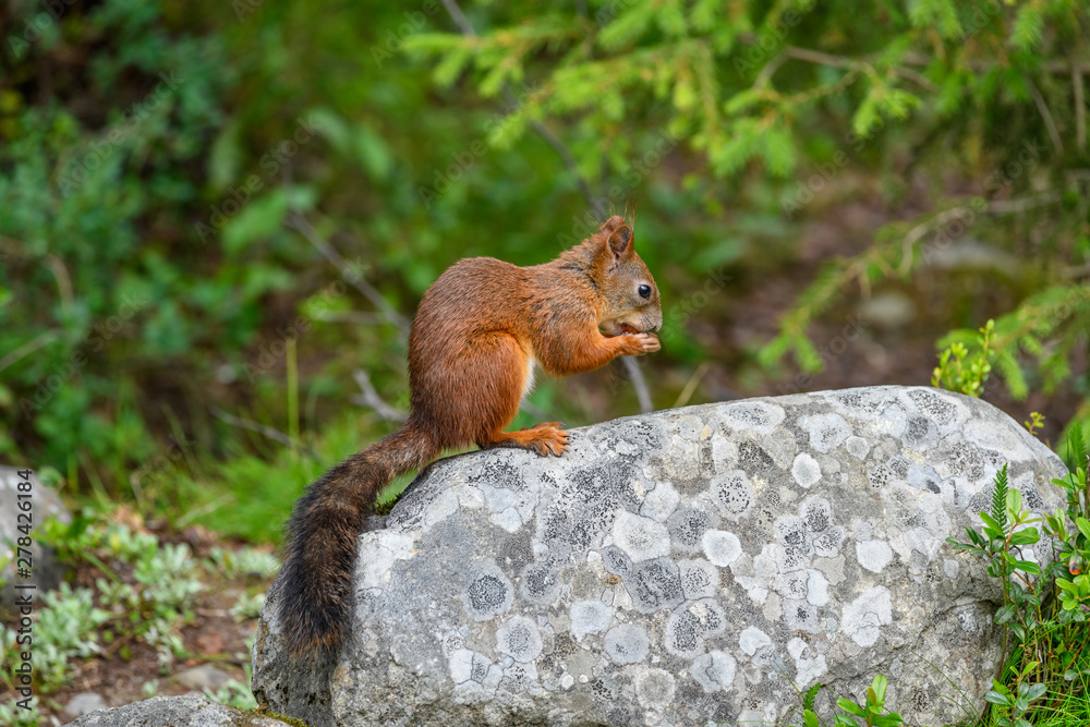 A little red-haired Eurasian squirrel sits on a stone and chews on a nut. Apatity, Kola Peninsula, Russia. A little red-haired Eurasian squirrel sits on a stone and chews on a nut. Apatity, Kola Peninsula, Russia.