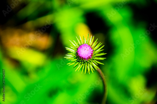 Pink thistle bud Arctium lappa