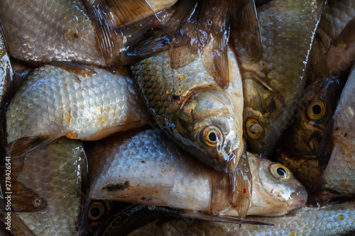 Texture of scales of the fresh river fish caught early in the morning. Ready photo background. Macro.