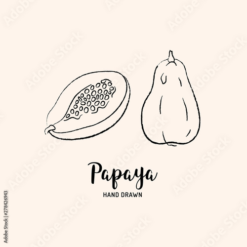 Papaya fruit drawing, Papaya pawpaw slice and whole juicy fruit. Sketch of papaya on white background. Vector isolated illustration