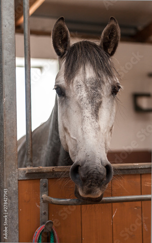 Fototapeta Naklejka Na Ścianę i Meble -  Grey andalusian horse standing in the stable box. Animal portrait. 
