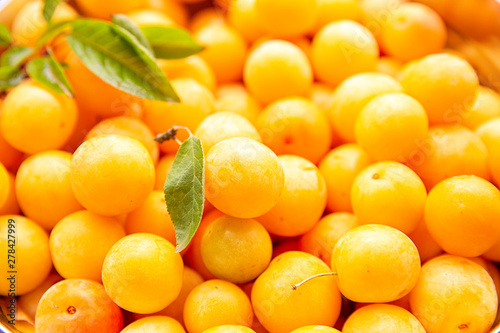 Bilde på lerret yellow plum mirabelle close-up. Summer fruit season.harvest.