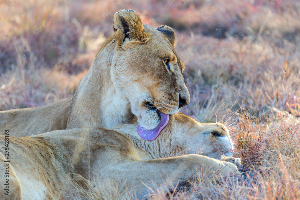 Naklejka premium female lioness reclined in the shade