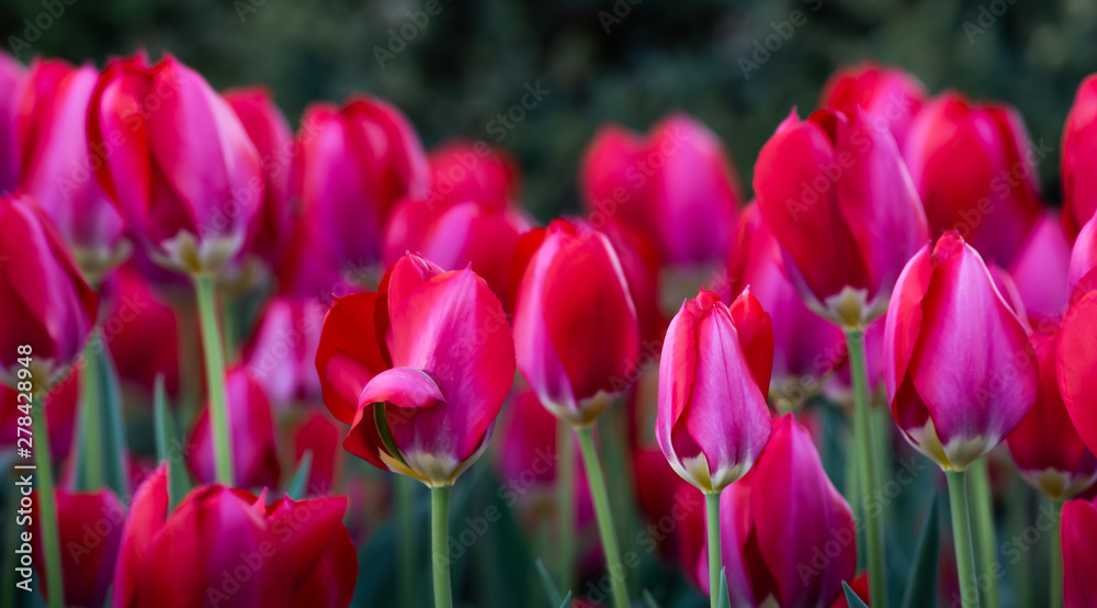 Obraz premium Tulips Abound!