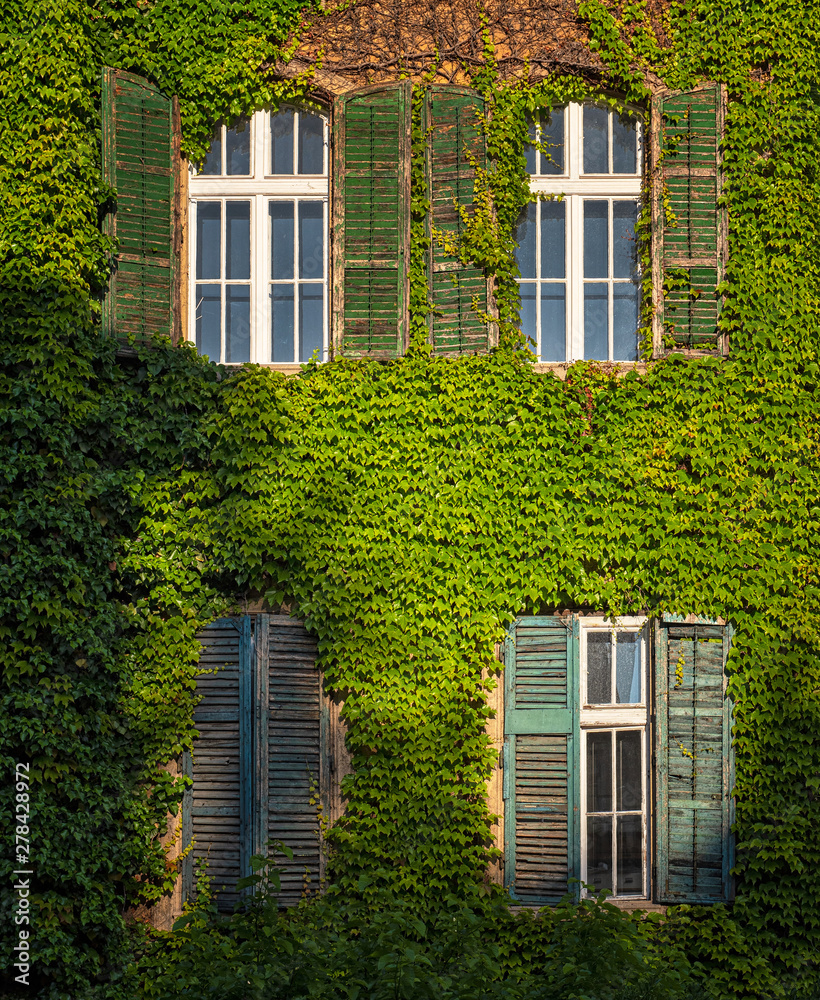 Nice house covered with ivy