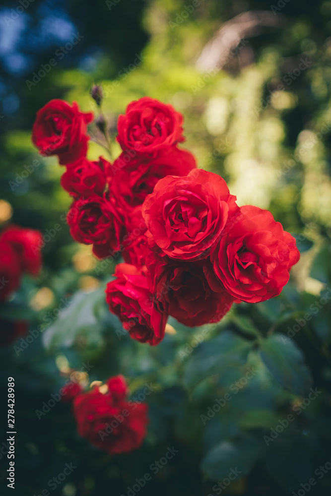 Floating Roses Floating Roses