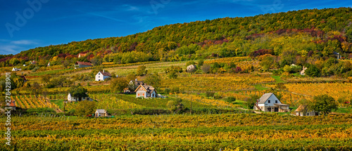 Vineyard with small houses ...