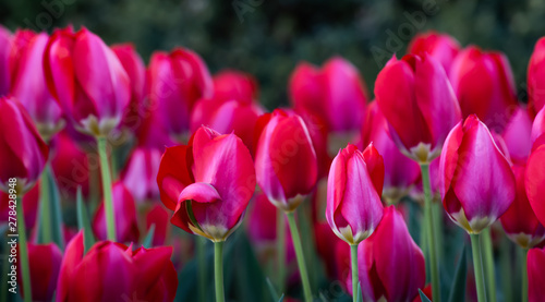 Canvas Print Tulips Abound!