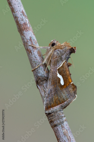 owlet moth - Dewick's Plusia - Macdunnoughia confusa photo