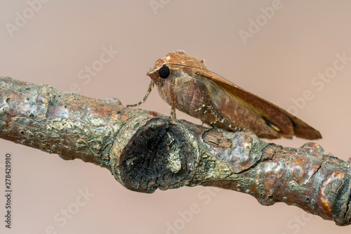 owlet moth - Large Yellow Underwing - Noctua pronuba photo