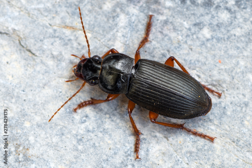 a Ground beetle - Pseudoophonus rufipes a Ground beetle - Pseudoophonus rufipes