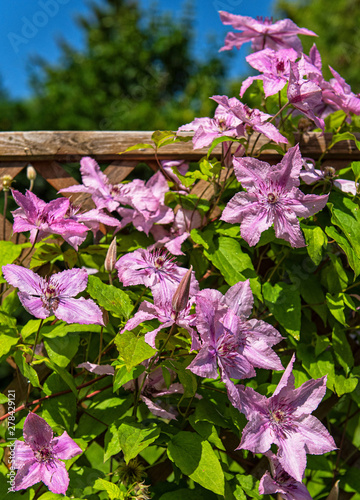 Pink clematis flowers in th...