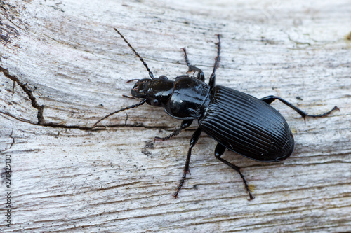 a Ground beetle - Pterostichus melanarius photo
