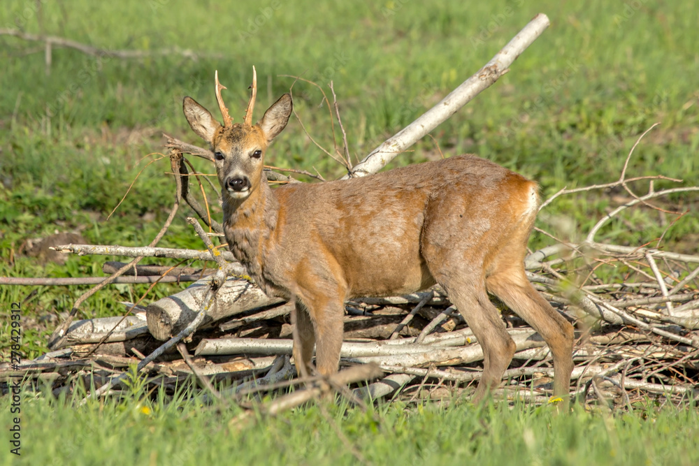 Close-up of young roe deer in the field. Roe deer (Capreolus capreolus), male.