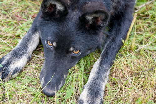 Black dog lies on the grass. The face of a dog with sad eyes and front paws is depicted. Concept  the dog seeks a master.