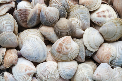 Assorted shells of many sizes are found on sea beaches. Close-up view of seashells collection in sunny summer day. Lots of cockleshell scallop piled together as background. Top view, marine concept