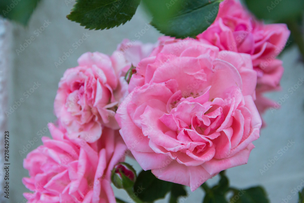blooming pink roses in the garden blooming pink roses in the garden