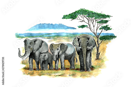 Photography elephants hand draw watercolor